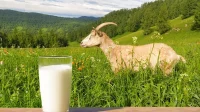 Manfaat Susu Kambing Etawa untuk Kesehatan Tubuh