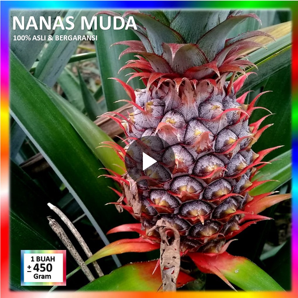 manfaat nanas muda untuk haid terbaru