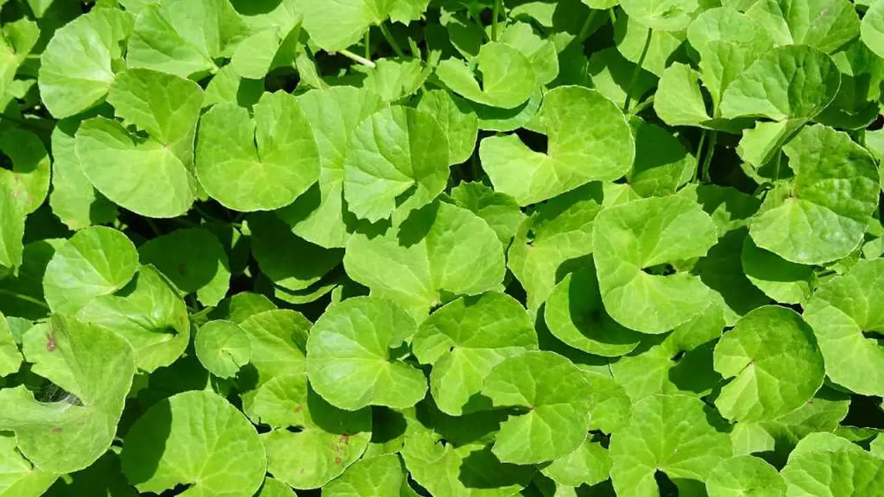 manfaat daun pegagan untuk otak