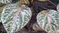 apa manfaat daun sirih merah terbaru