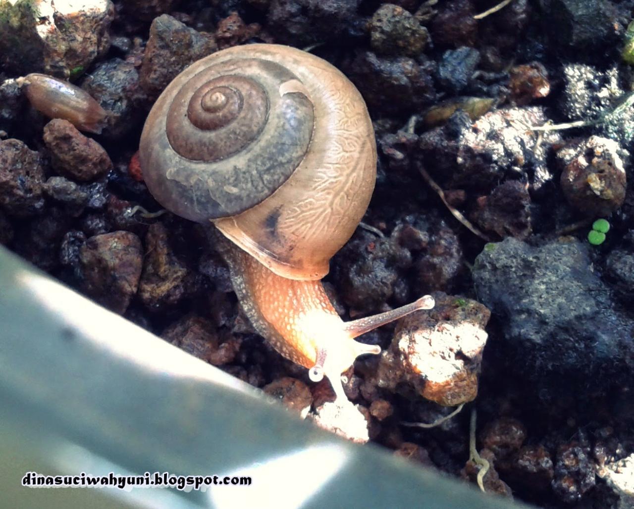 manfaat siput bagi manusia terbaru