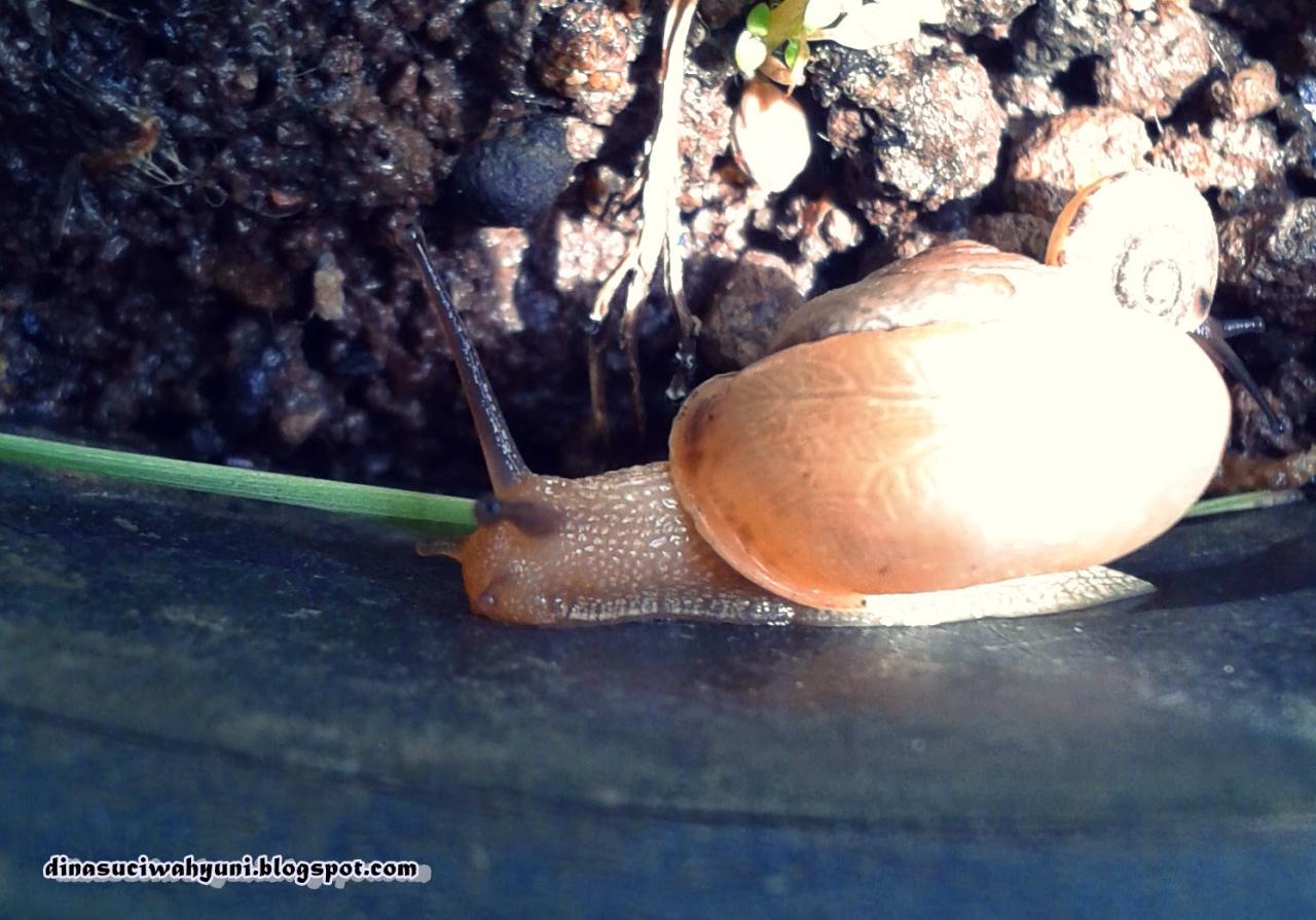 siput klasifikasi ilmiah manfaatnya manusia