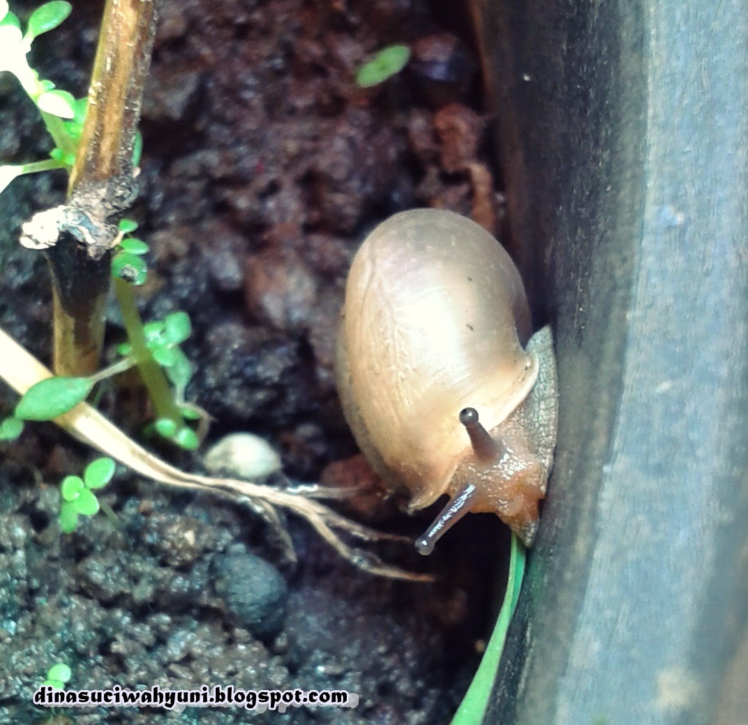 manfaat siput bagi manusia terbaru