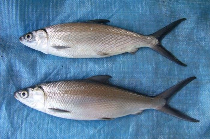 manfaat ikan bandeng untuk ibu hamil