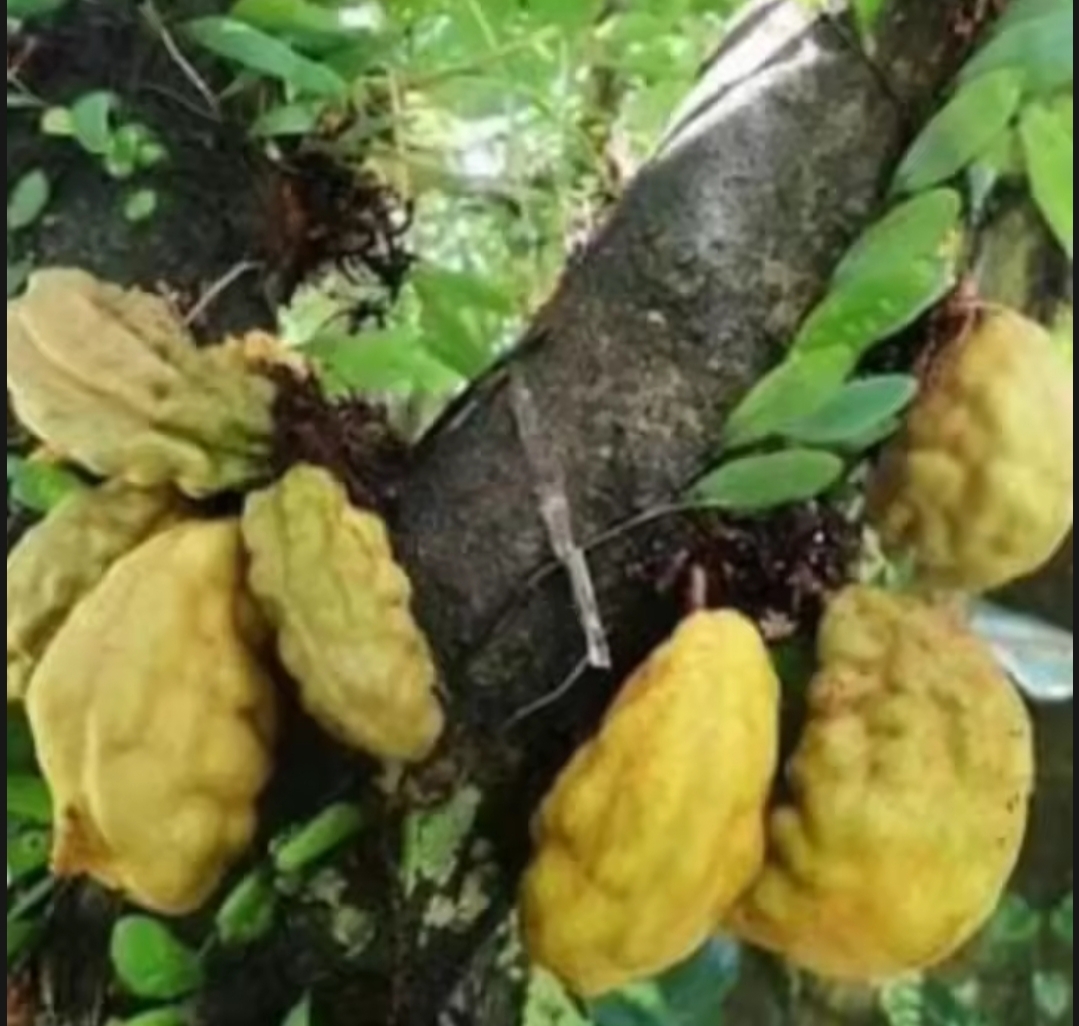 manfaat buah buah nam nam terbaru