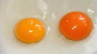 manfaat kuning telur bebek mentah