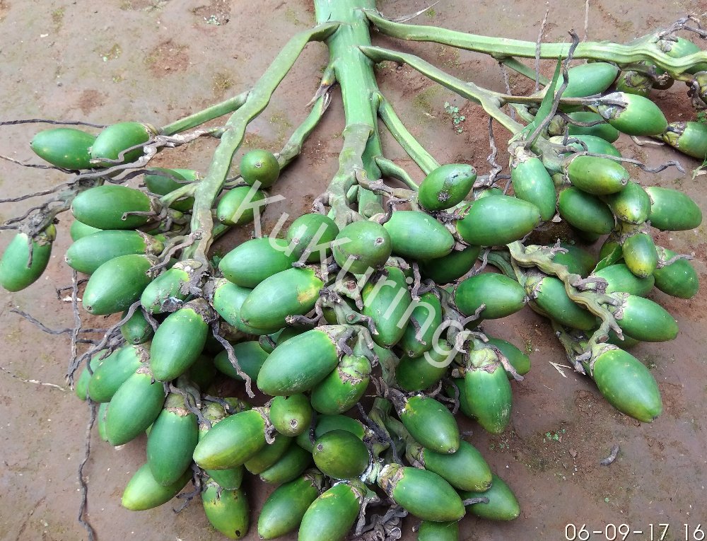 manfaat buah pinang muda untuk pria terbaru