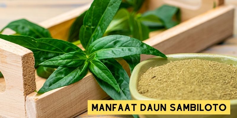 manfaat sambiloto untuk kulit terbaru