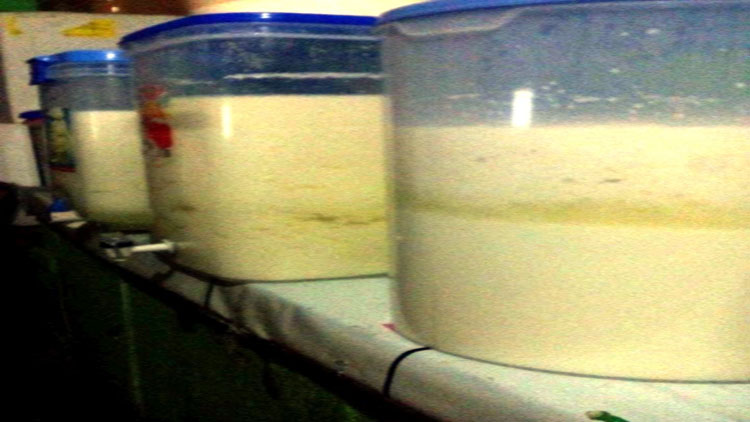 kefir pembuatan sabun susu kulit bakteri