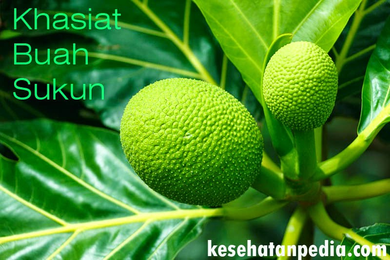 manfaat buah sukun untuk lambung