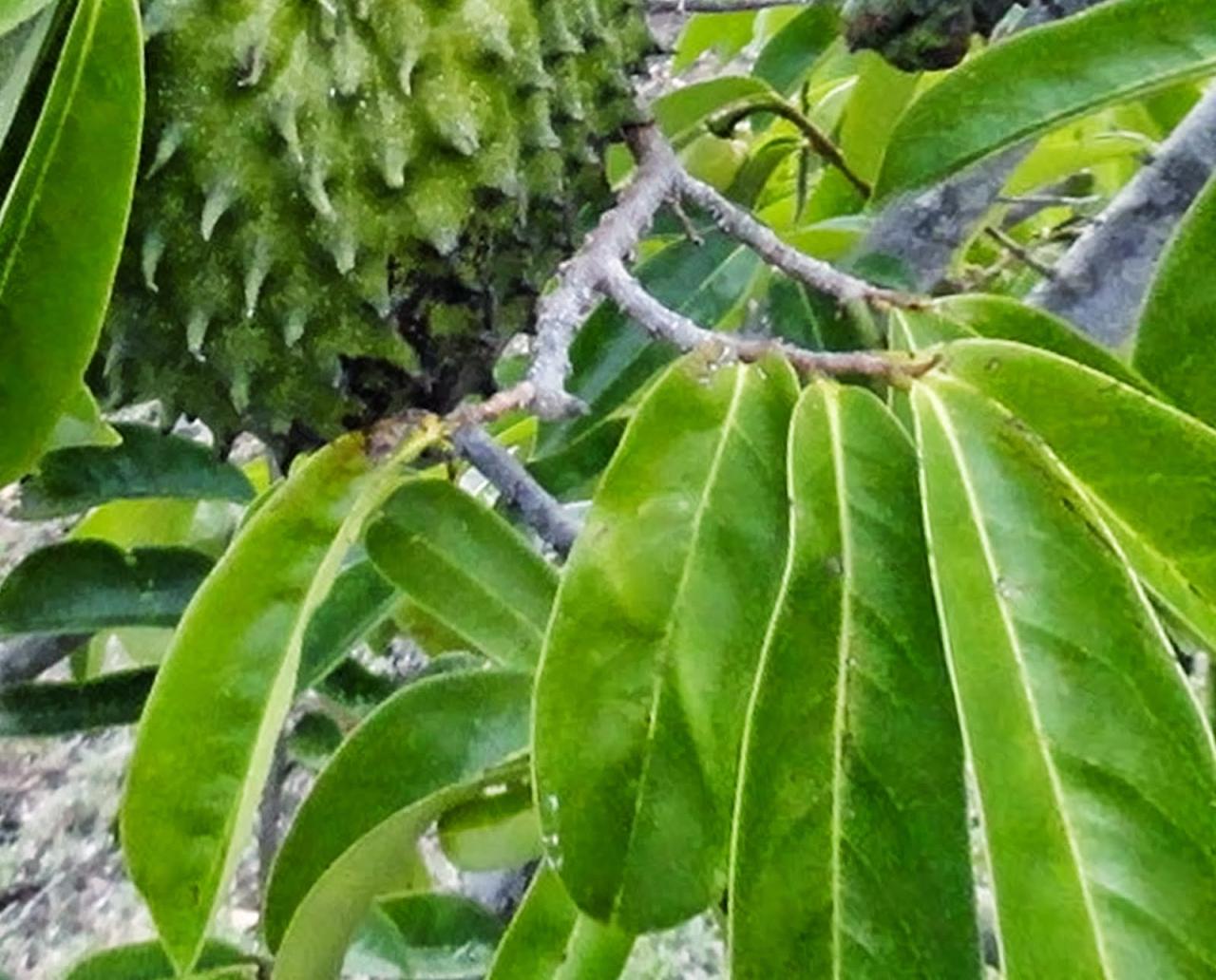 manfaat daun sirsak untuk polip rahim