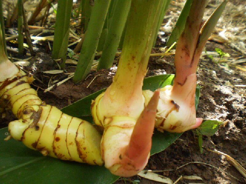 tanaman obat galanga lengkuas alpinia galangal lidah khasiat serta beserta sijai buaya herbal seed khasiatnya