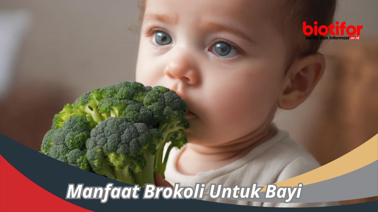 brokoli mpasi bayi orami