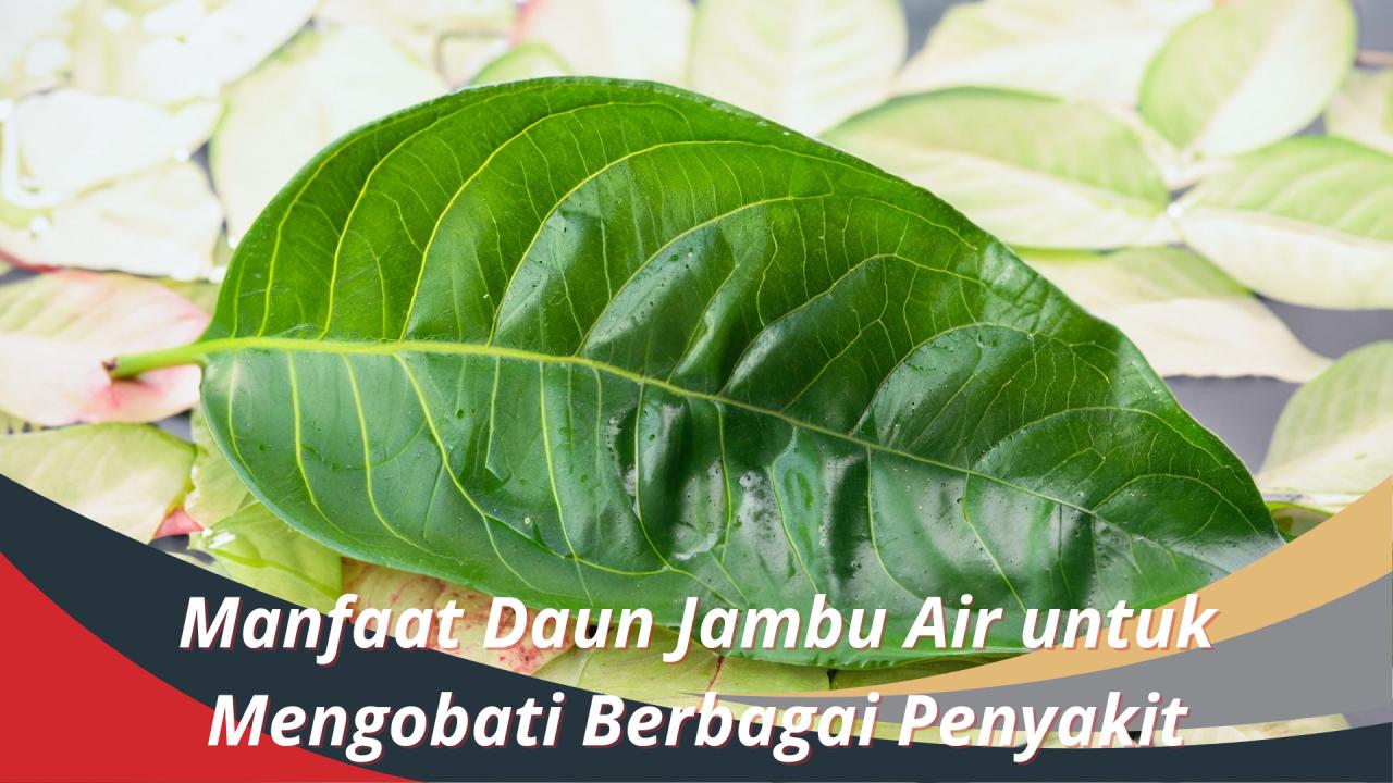 manfaat daun jambu air