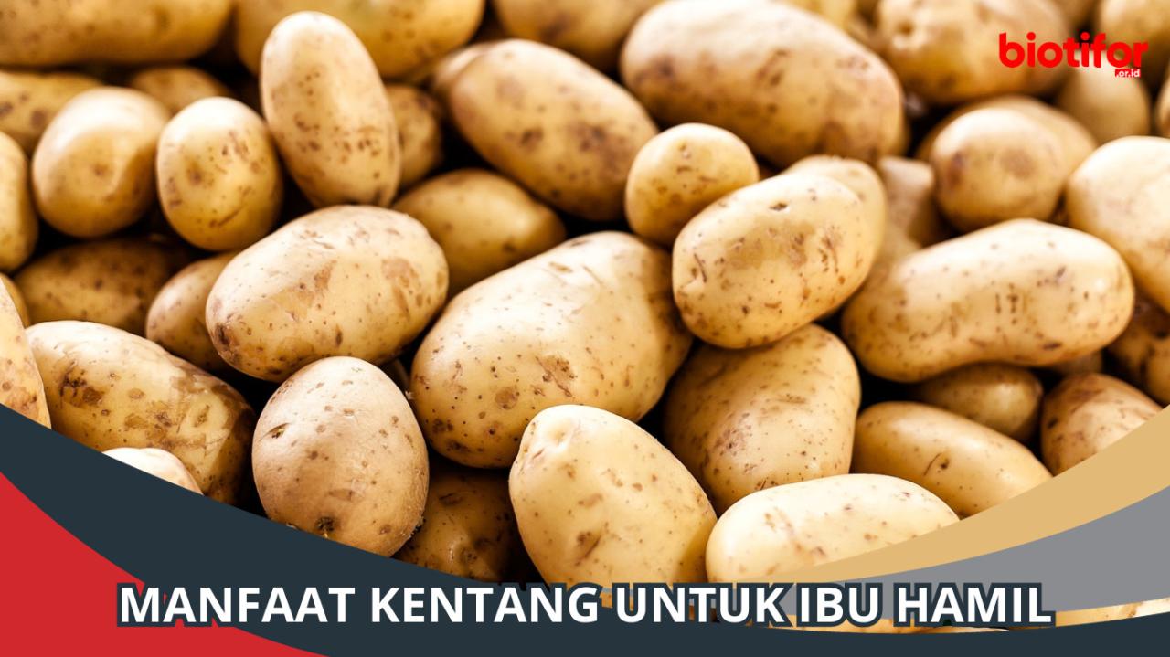 manfaat kentang untuk ibu hamil