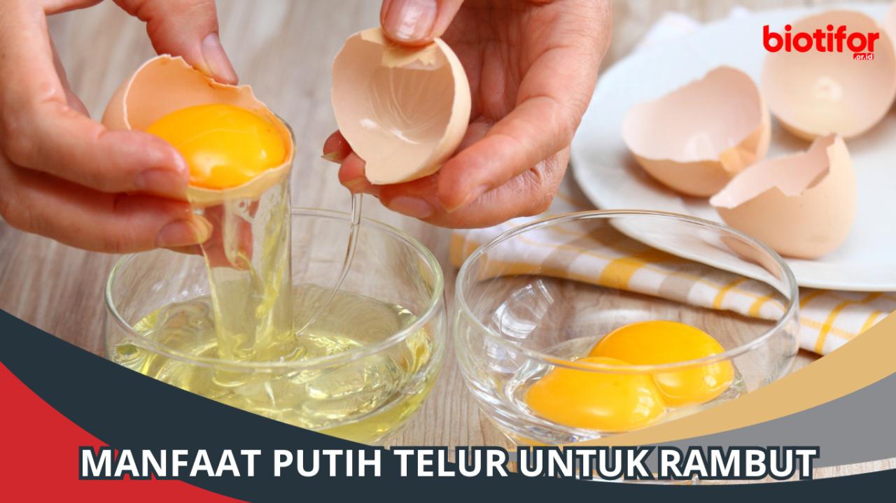 manfaat telur untuk rambut terbaru