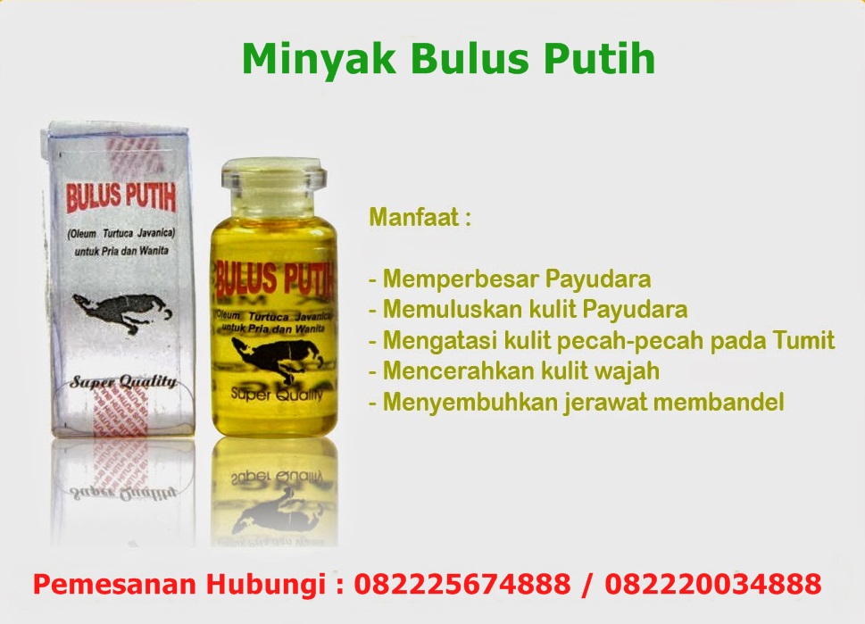 manfaat minyak bulus untuk payudara