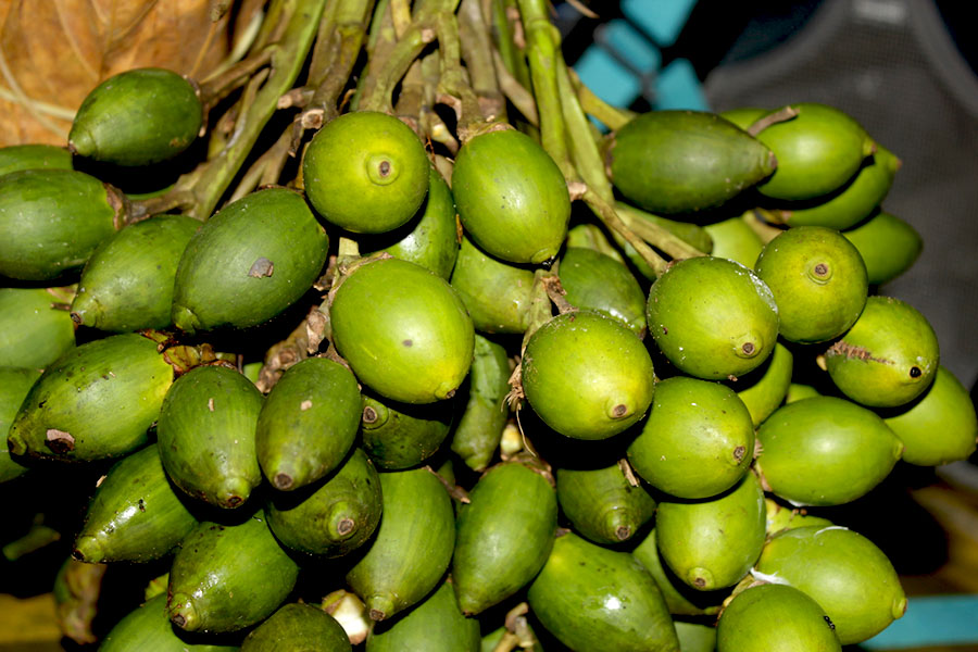 manfaat buah pinang tua