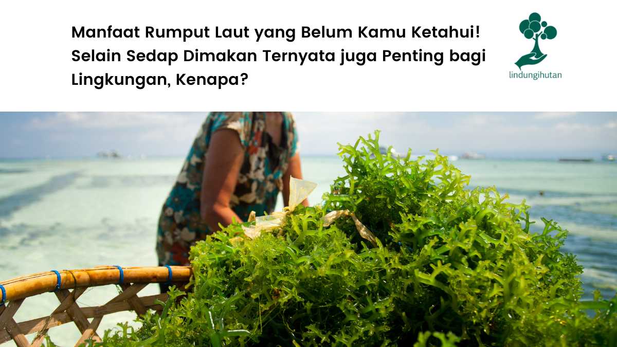 rumput laut manfaat nikmati