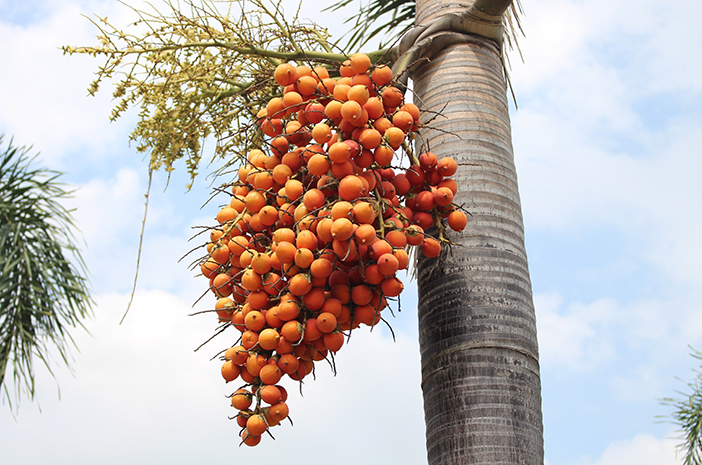 manfaat buah pinang muda untuk pria terbaru