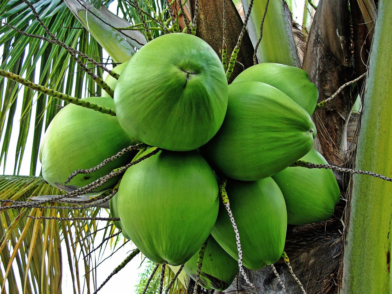 kelapa manfaat muda kesehatan bagi perlu diketahui tubuh