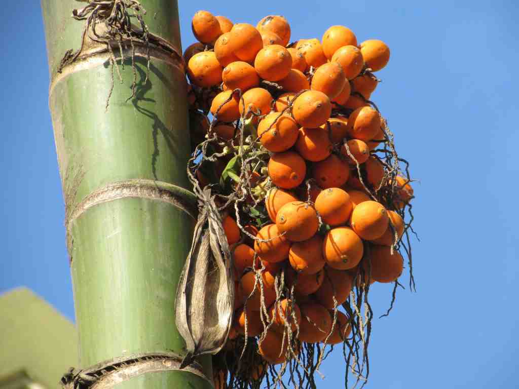 manfaat buah pinang tua untuk pria terbaru