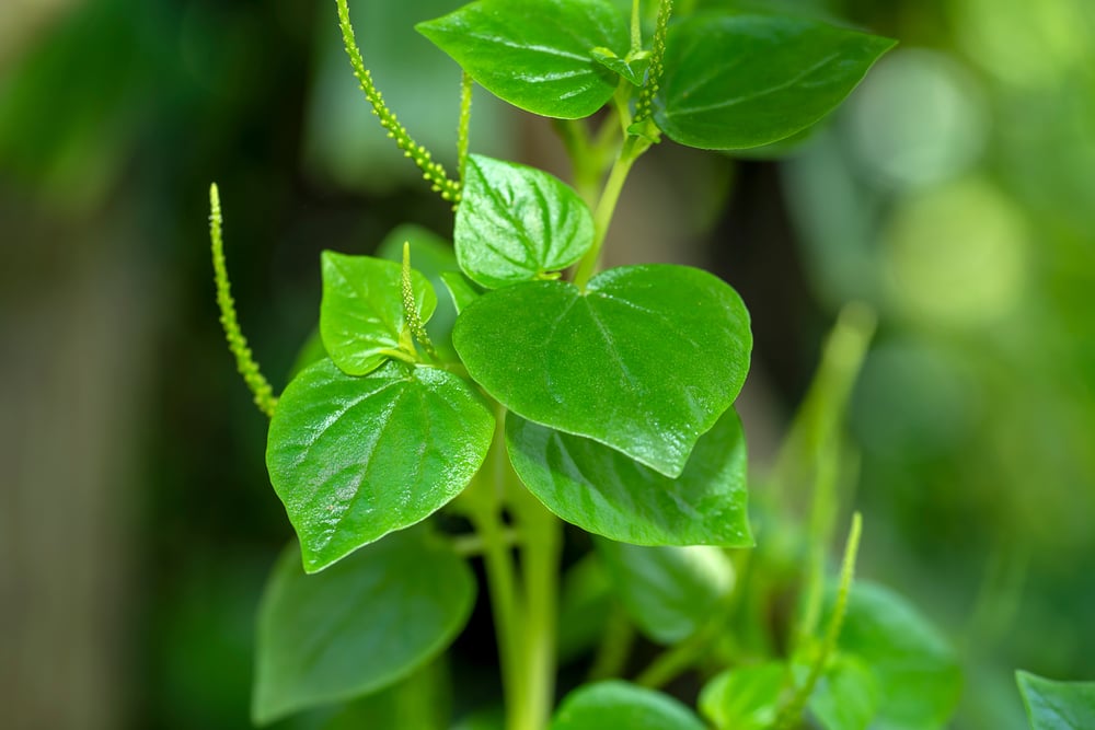 manfaat daun sirih cina