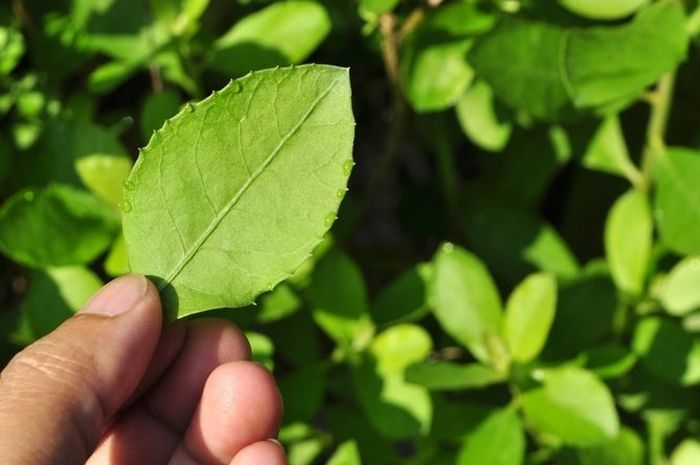 beluntas daun manfaat yualfa keluhan menyembuhkan banyak deskripsi tanaman