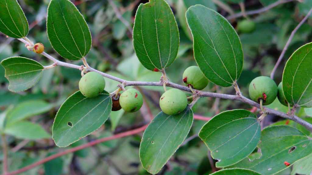 bidara daun manfaat lintar quran pohon