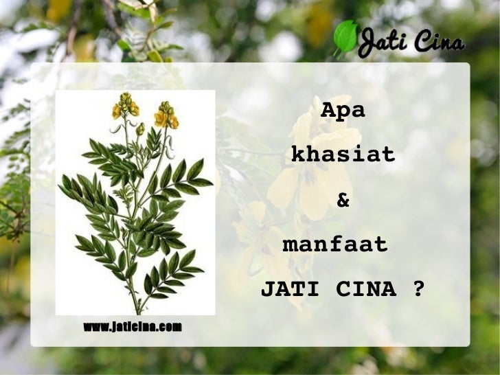 daun jati cina manfaat