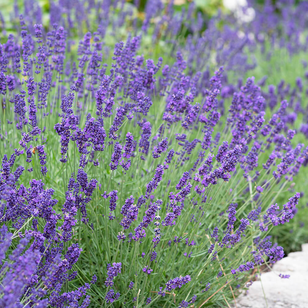 manfaat bunga lavender lokal terbaru