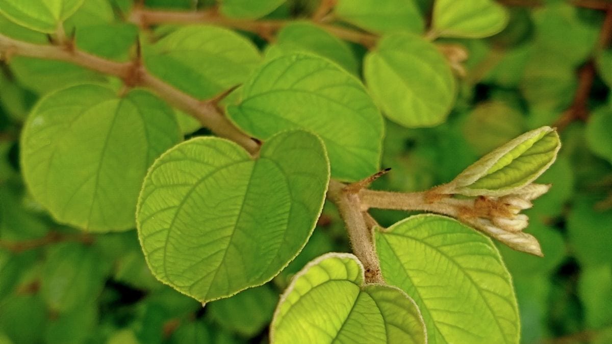 bidara daun manfaat ziziphus mauritiana jujube baik mozambiqueflora terkandung