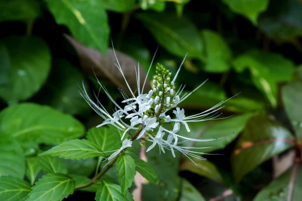 manfaat daun kumis kucing untuk asam lambung