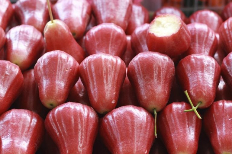 jambu biji merah buah manfaat kesehatan kehamilan tanaman kecantikan buahan hamil zonautara memakan dianjurkan makanan setiap memang menjadi serta