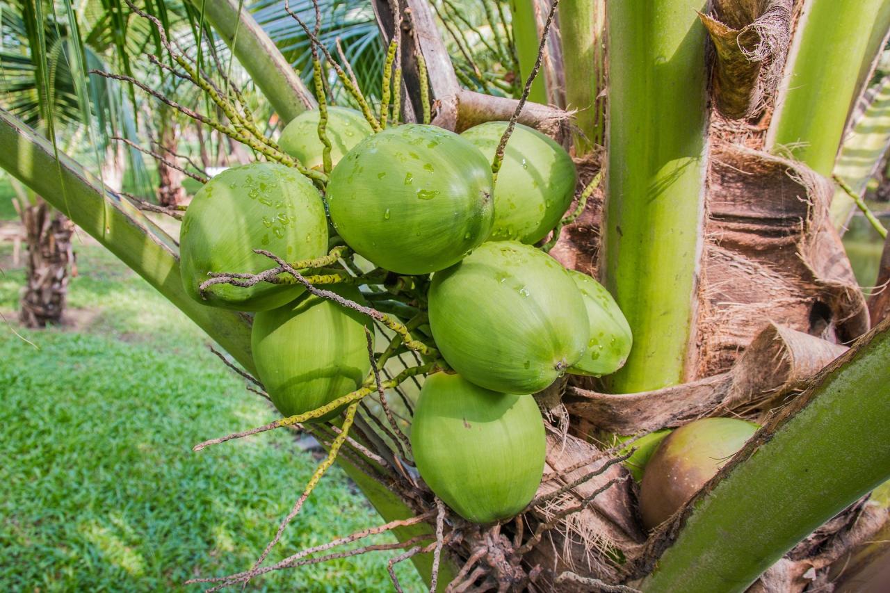 manfaat kelapa muda untuk pria