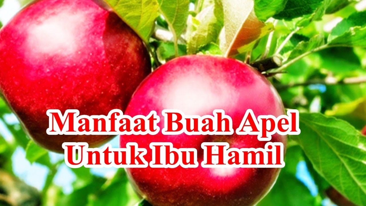 manfaat buah apel untuk ibu hamil