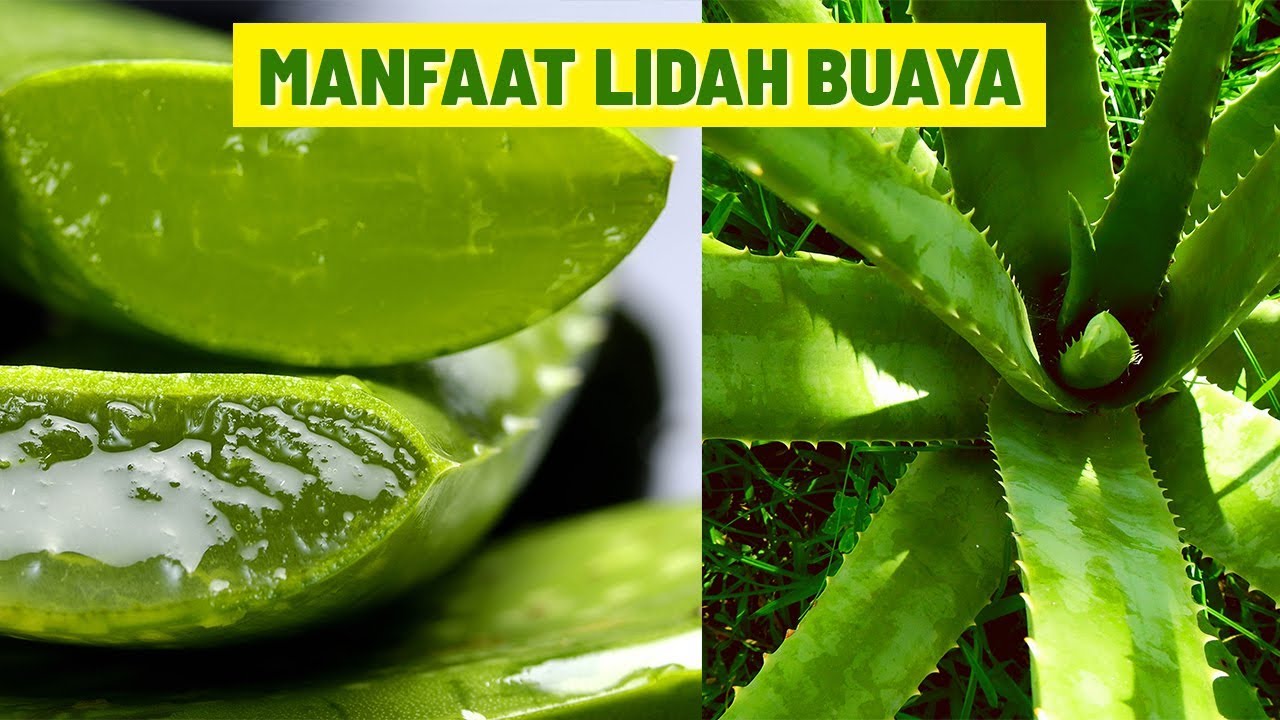 luka lidah buaya mengobati bakar manfaat dapat