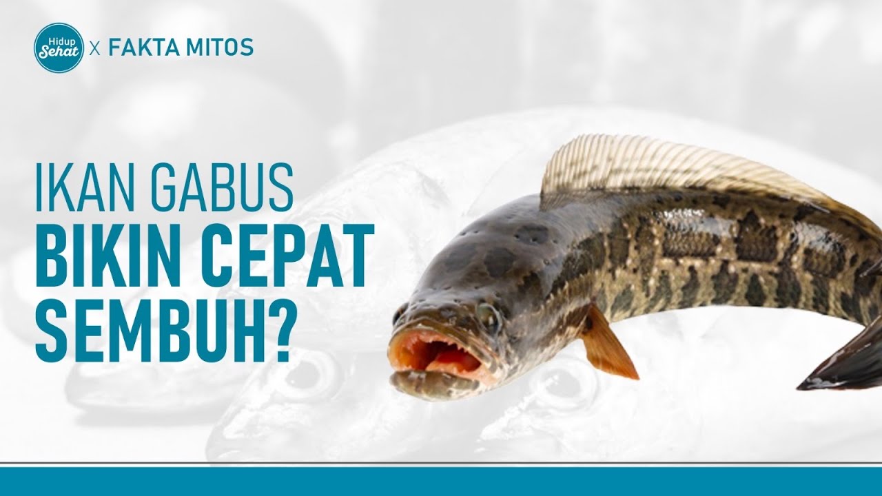 manfaat ikan gabus untuk lambung