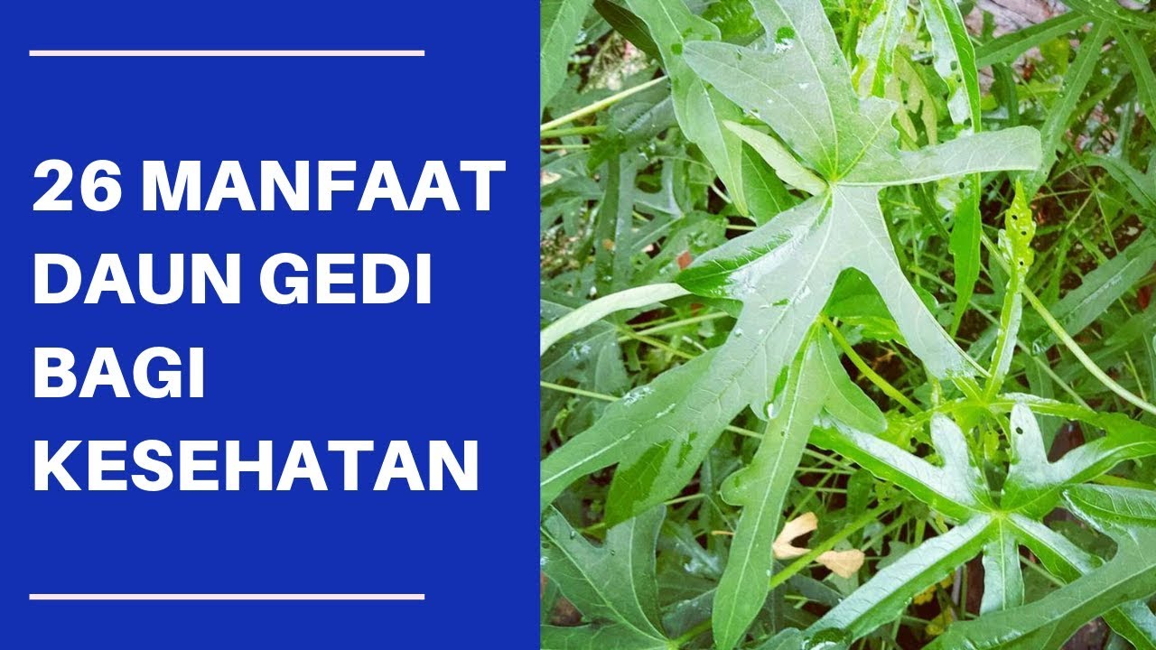 daun gedi manfaat singkong tanaman bethie