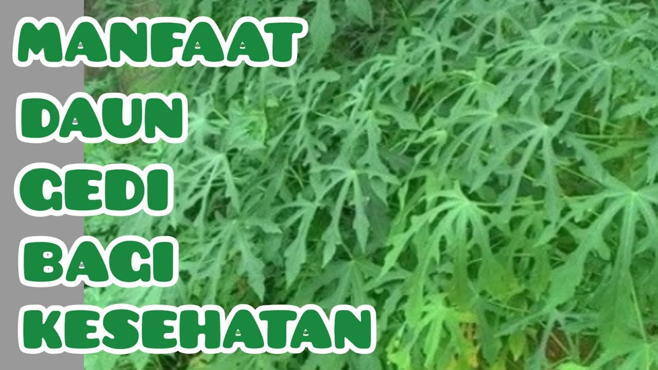 manfaat daun gedi merah