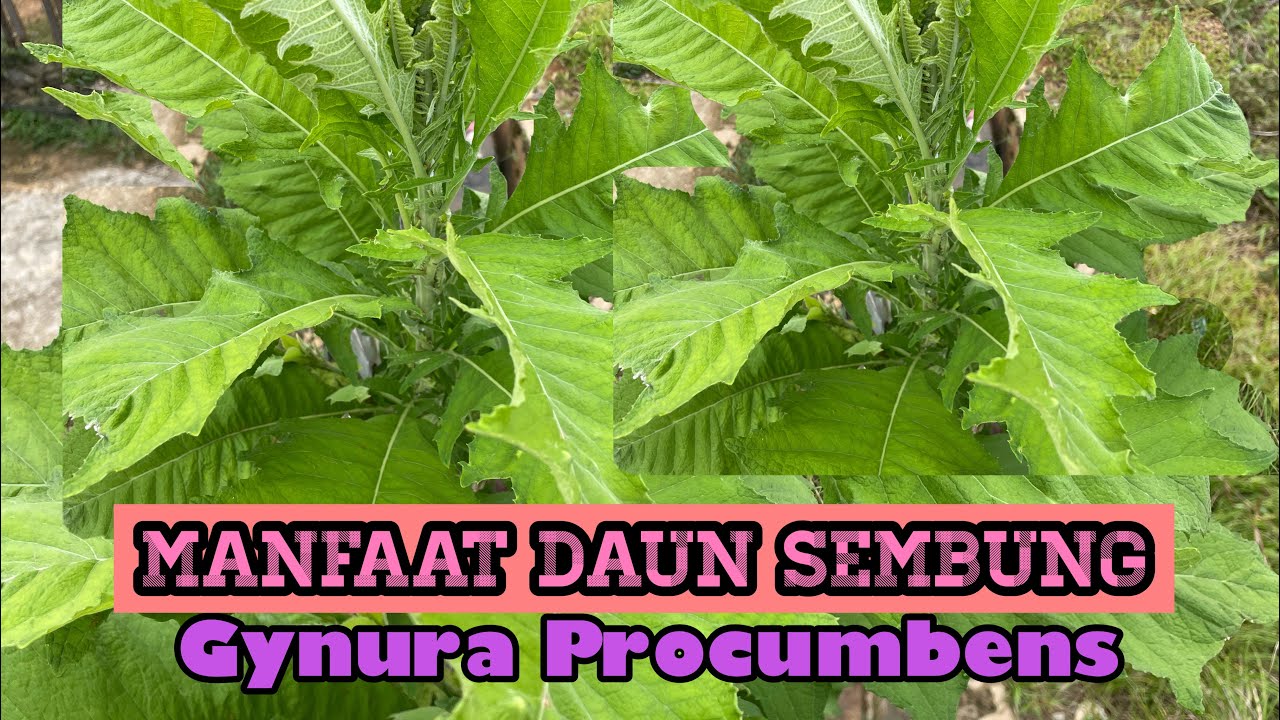 sembung daun manfaat kandungannya