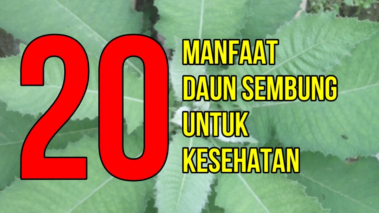 daun jarak khasiat besar