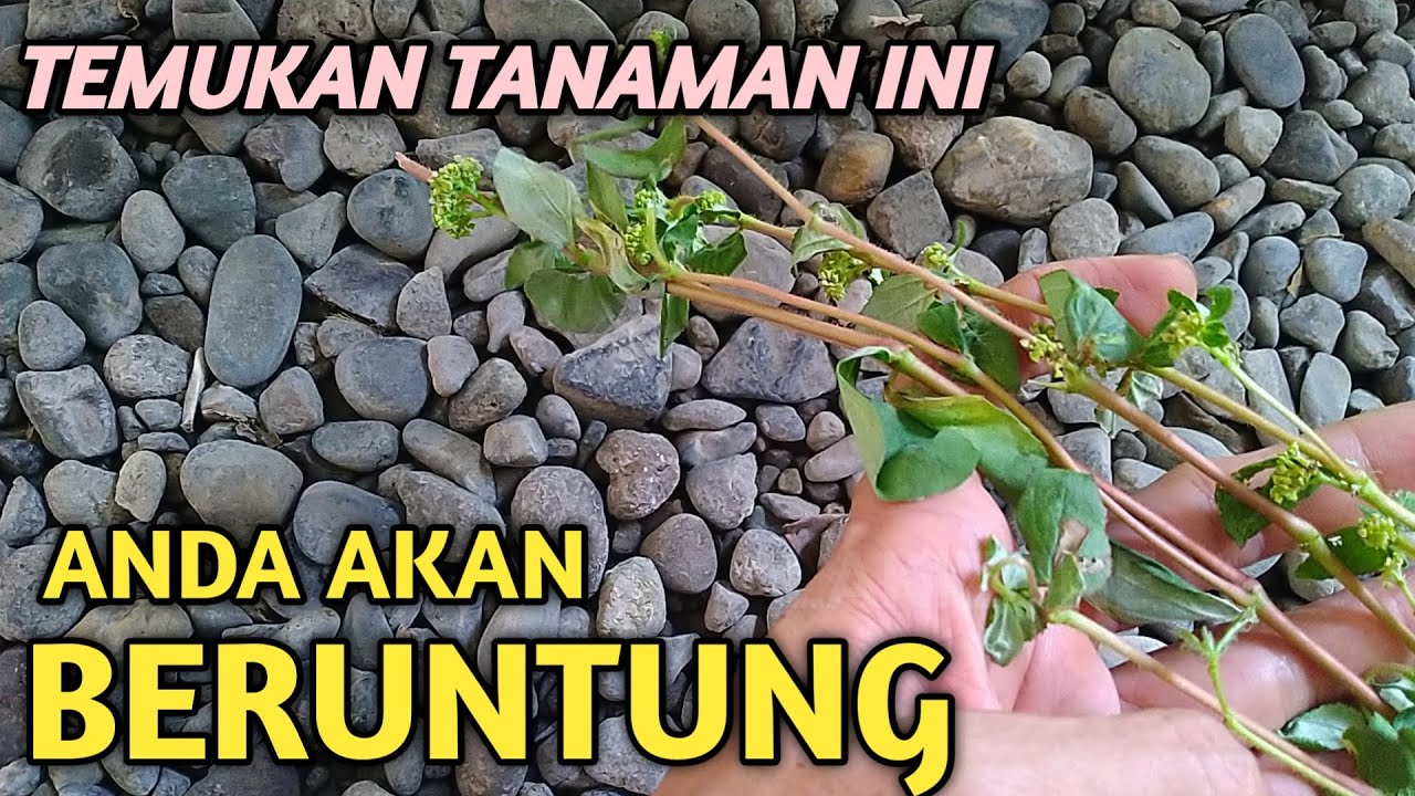 manfaat daun patikan kebo