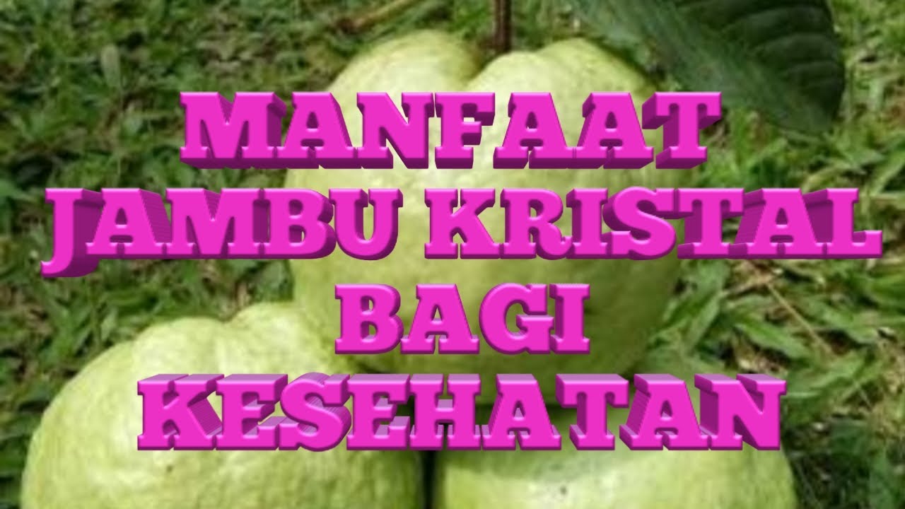 manfaat jambu kristal untuk ibu hamil