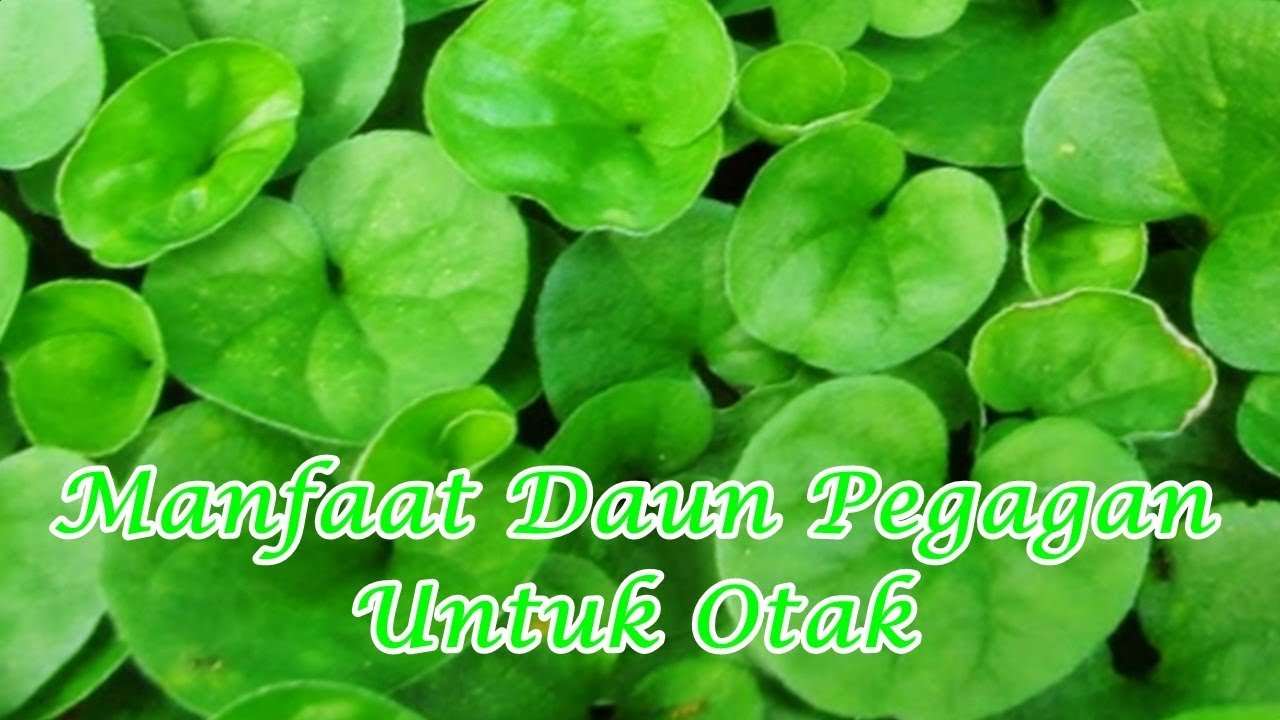 manfaat daun pegagan untuk otak terbaru