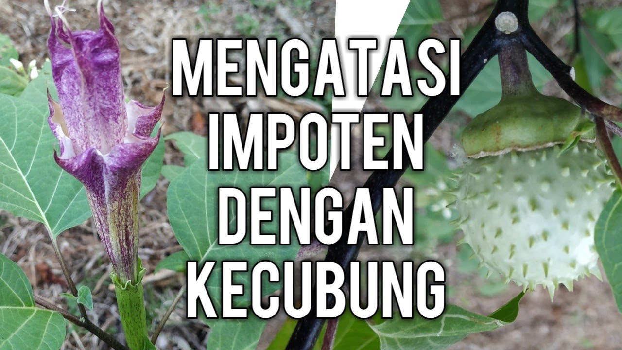 manfaat kecubung untuk pria terbaru