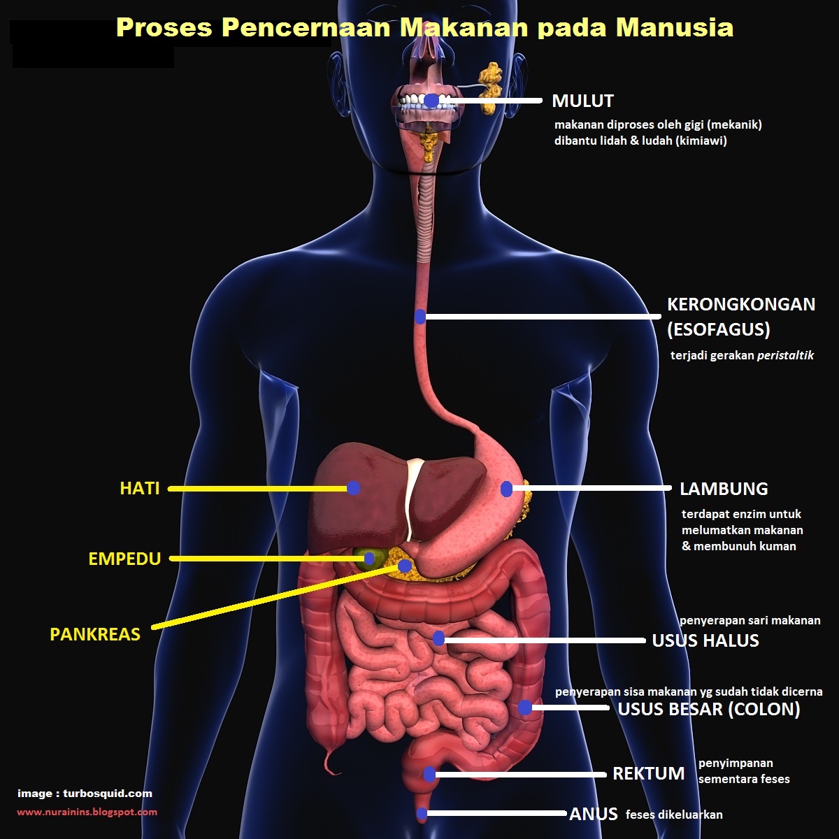 alpukat manfaat jus kesehatan kandungan khasiat memiliki infografis tubuh tahukah ensiklopedia papan sayur gizi suaramuslim