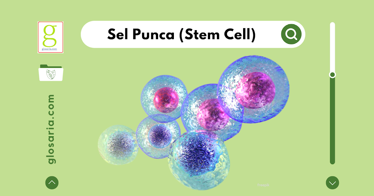 sel punca terapi liver mesenchymal penyakit berbasis