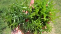 rumput laut dapat dimanfaatkan untuk terbaru