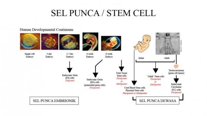 mengapa sel punca dapat dimanfaatkan untuk terapi penyakit degeneratif terbaru